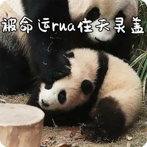  我的大熊猫表情包分你一点