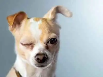  比较搞笑的狗名字