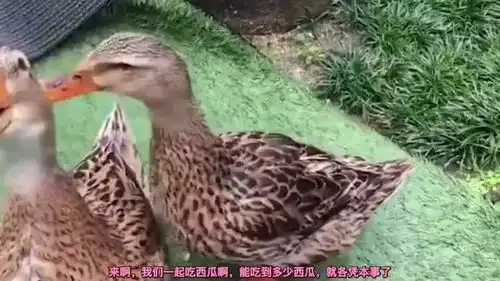  爆笑鸭子牌的西瓜榨汁机