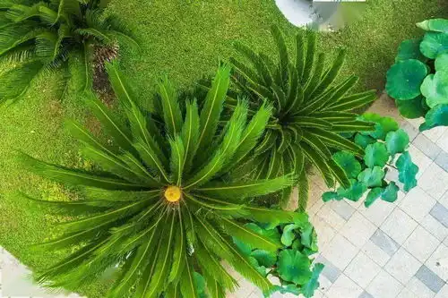 铁树开花图片搞笑苏铁属