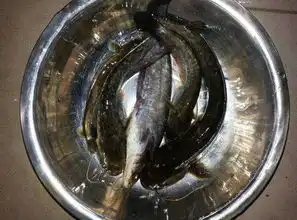  钓鱼人真会吹牛,瞧他也就钓了这么几条鲶鱼