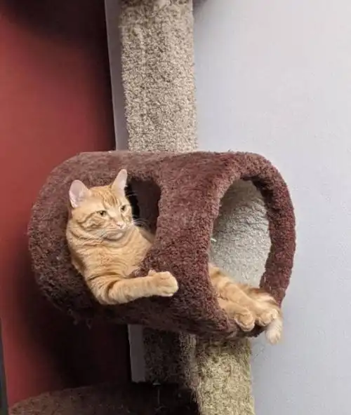  笑到岔气这些猫猫狗狗们可太会搞怪了,简直是我的快乐源泉