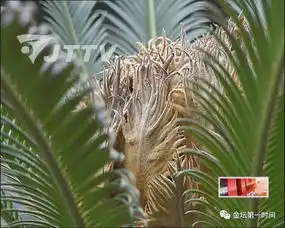  铁树开花又结凤凰果