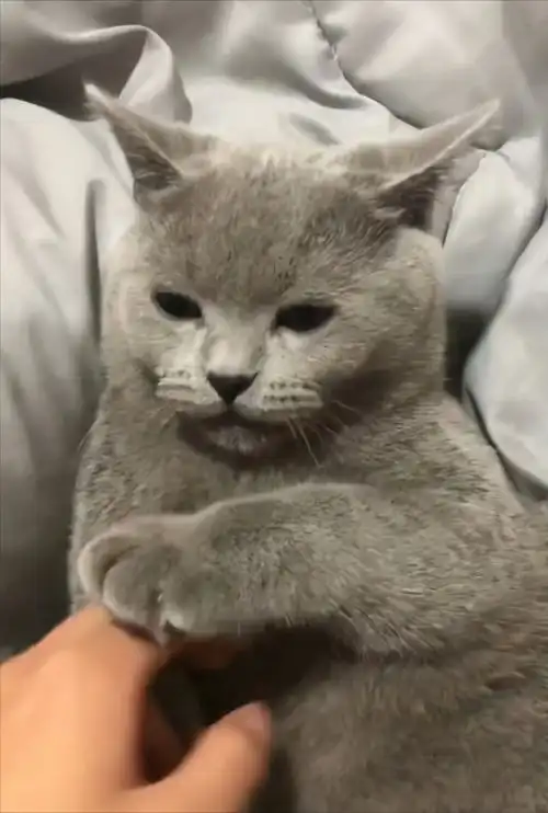  猫咪一旦出现这几个行为,说明没有把你当主人