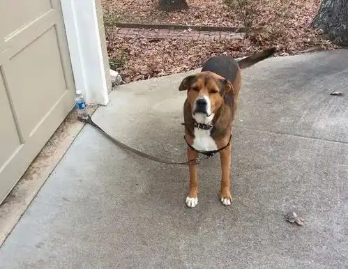 网友家里狗狗的搞笑照片,有点沙雕了  网友家里狗狗的搞笑照片,有点沙雕了