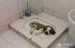 夏天热的图片 搞笑图片