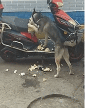  搞笑gif图我可以去你家吃饭吗就一碗