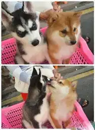 第525页zol趣图频道  第525页zol趣图频道