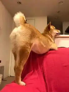 无聊图片 搞笑图片狗子