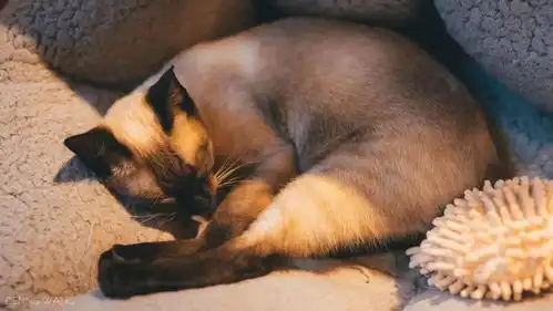  猫咖里庚子掠影