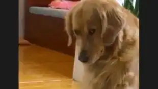  二哈的脾气