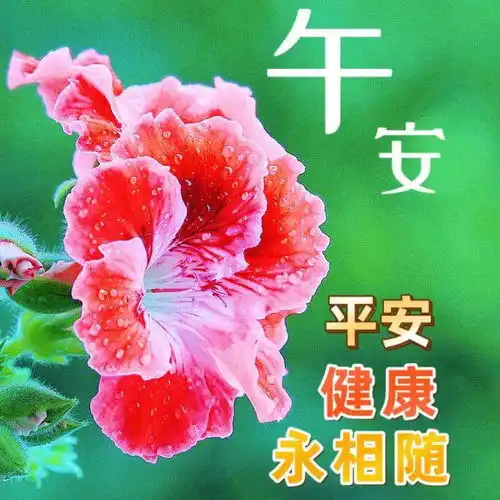  中午好图片大全,中午好问候,中午好祝福,祝你幸福快乐,平安健康清晨早安网易订阅