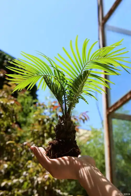  铁树多久开一次花揭秘铁树开花的周期与养护要点