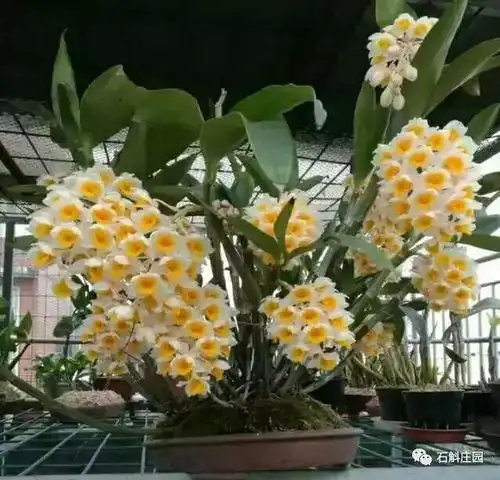 野生石斛家常食用方法 野生石斛家常食用方法