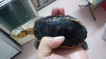  请问这两只黄缘哪只是公的哪只是母的前面两张图片为一只龟后面两张为另外一只,会分的朋友请说一下