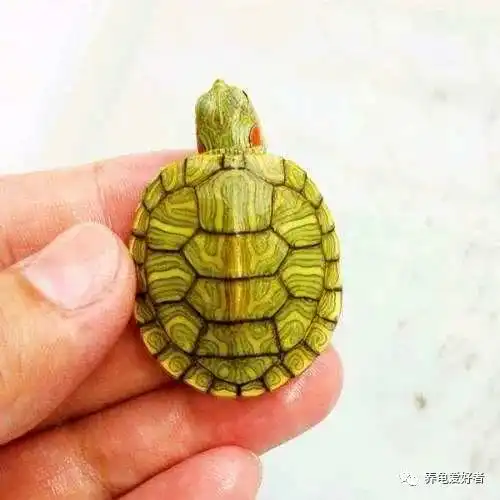  格兰德红耳龟,不一样的巴西龟,你搞混了吗