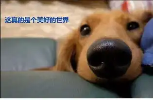 无聊图片 搞笑图片狗样