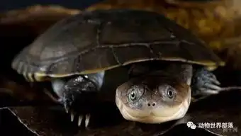 关于乌龟的10条冷知识趣事听说最近大家因为龟市心情欠妥就来插诨打科笑一下咯  关于乌龟的10条冷知识趣事听说最近大家因为龟市心情欠妥就来插诨打科笑一下咯