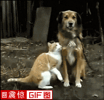 搞笑动态图片百度贴吧头