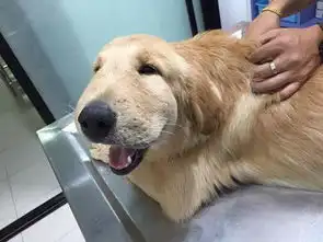  这才是真正的头大一条狗吃蝎子后整个头都肿了