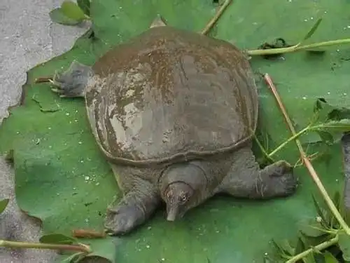  每天认识一种鱼86丨中华鳖千年的王八,用头尿尿我是认真的