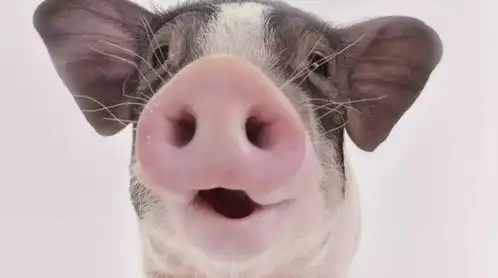  副猪嗜血杆菌感染猪脾脏的转录组变化和基因通路