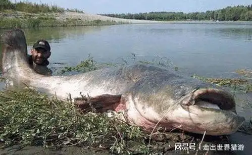  男子意外捕获一条百斤重鲶鱼,准备做一道美食,最后一步却报了警