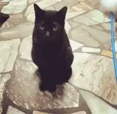  搞笑gif段子人巴拉拉小魔仙变猫妈的智障