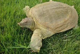  黄河鳖搜狗百科