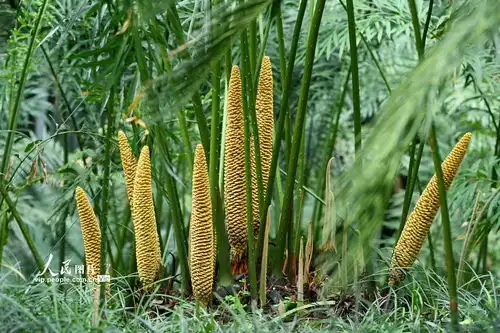 广西南宁苏铁花开