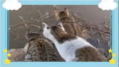 搞笑配音集锦,猫都给我盯仔细点,千万不要让那条鱼离开视线  搞笑配音集锦,猫都给我盯仔细点,千万不要让那条鱼离开视线