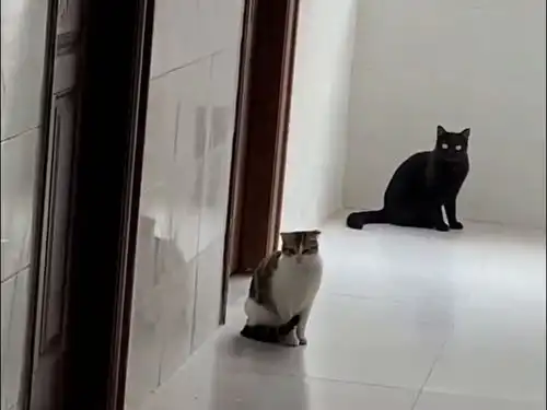 萌猫咪的搞笑日常  萌猫咪的搞笑日常