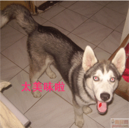  哈士奇犬照片西伯利亚雪橇犬照片picer20086261614.gif长大了,长大了,dandan12345