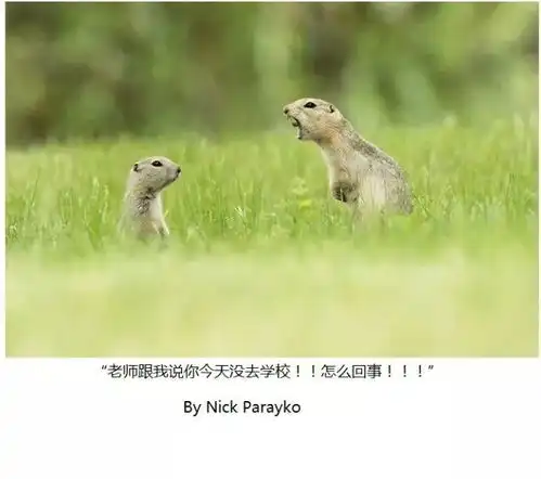  搞笑野生动物摄影奖,能捕捉到这种时刻,厉害了