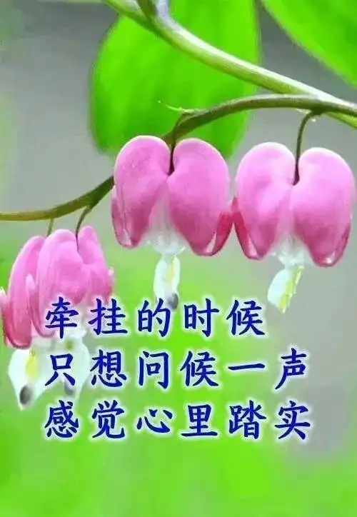  真诚的朋友是断不了的牵挂,是忘不掉的惦记,早安