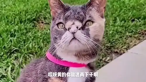  爆笑视频,那鸭子太搞笑啦