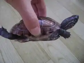  我刚买了两只乌龟和图片中的几乎一样这是什么龟要放在水走养吗