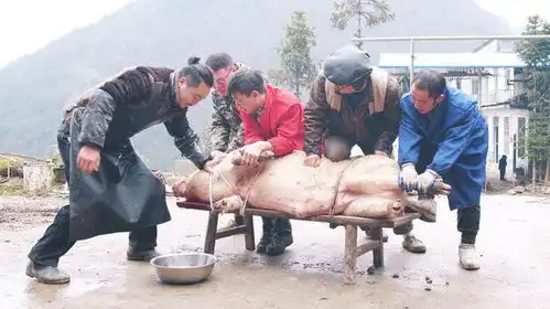  爆笑巫溪杀过年猪的好日子,张漂亮为何满脸愁云