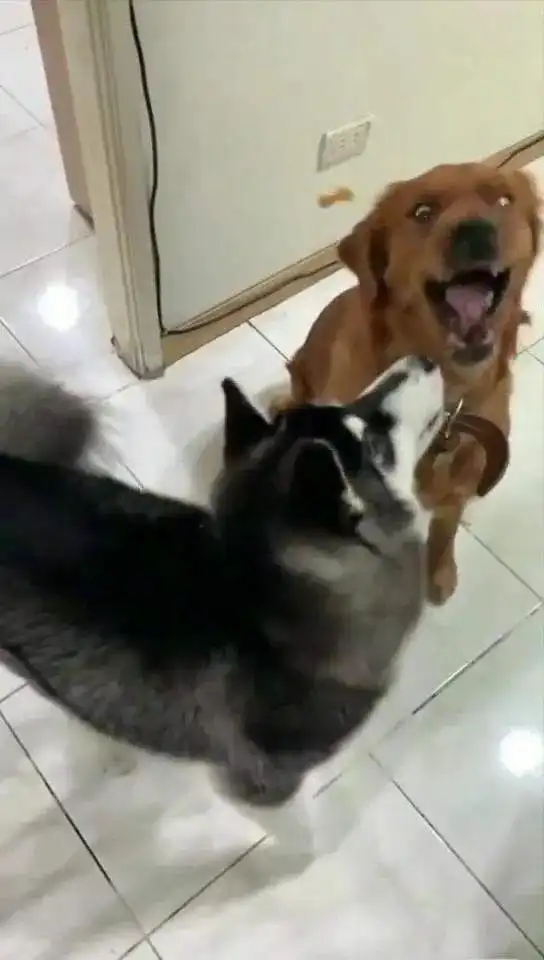  哈士奇跟金毛犬抢零食,结局却超搞笑网友在一起在一起