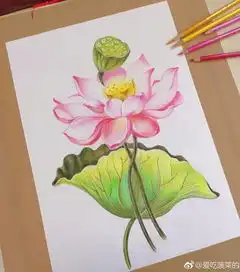  彩铅手绘荷花欣赏