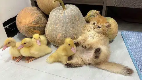  小狗邀请小鸭一起玩耍,小猫小狗宠物视频搞笑的动物萌宠治愈开心