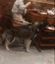  搞笑gif段子认识你们之后,我都不好意思说我会喝酒