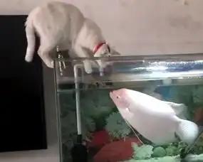  搞笑gif趣图老板你过来咱们谈谈,这就是你说的火锅涮狗肉