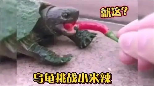  搞笑配音乌龟挑战小米辣,连吃三口没感觉,结果后悔了