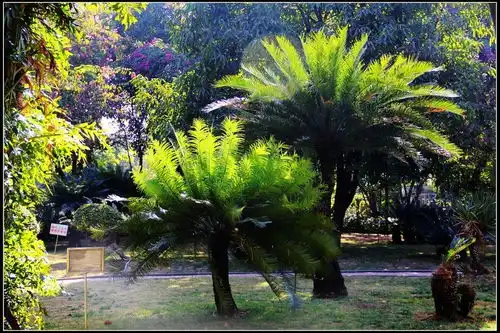  我国最大的铁树林在哪里铁树真的千年才开一次花吗