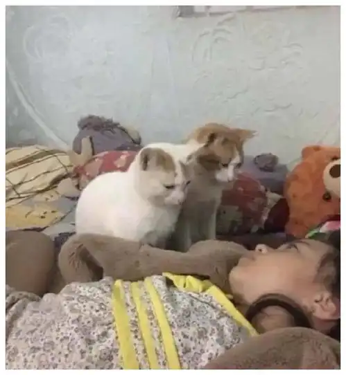  爆笑gif忘记喂猫粮后,猫你还睡挺香
