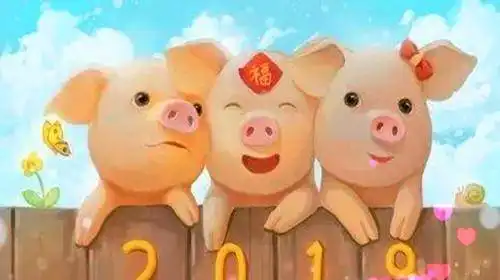  2019年,猪年生肖,猪猪肉猪价成为众人关注的焦点