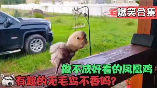  爆笑行为视频合集,好看的皮囊千篇一律,有趣的灵魂万里挑一