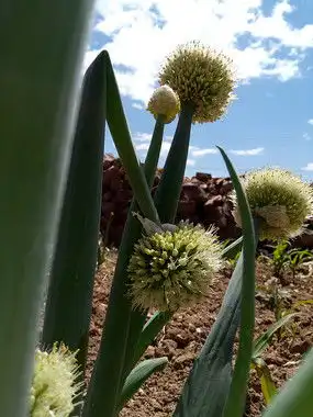 开花的葱图片下载8233689 开花的葱图片下载8233689