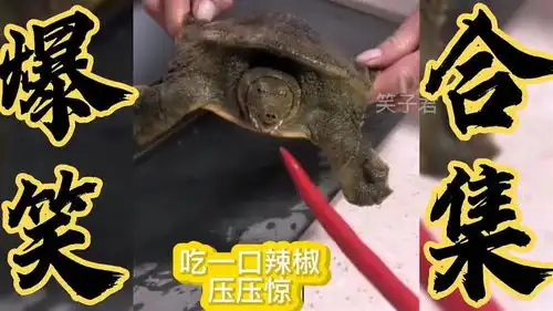  搞笑段子这乌龟吃辣椒太猛了,隔着屏幕,都能感觉到辣